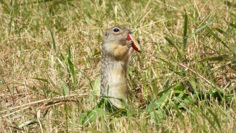 Ховрахи та хом&rsquo;яки повертаються на Касову гору: унікальний проєкт на Прикарпатті (ФОТО)