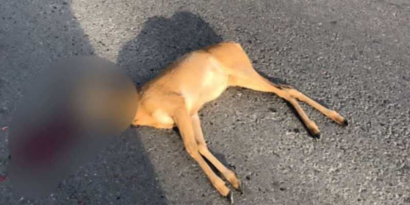 На Івано-Франківщині сайгу збили й кинули на узбіччі &mdash; випадок сколихнув соцмережі (ФОТО)