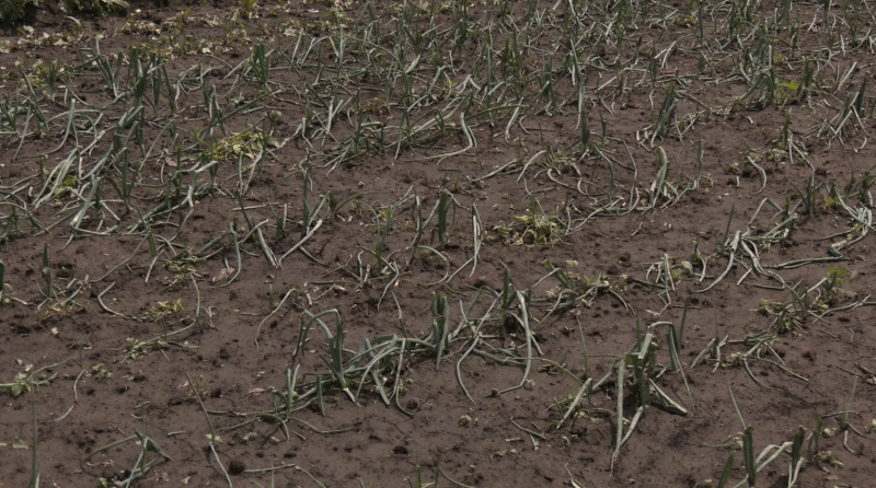 Смерч на Тернопільщині: дахи літали, повалені дерева падали на будинки (ФОТО, ВІДЕО)