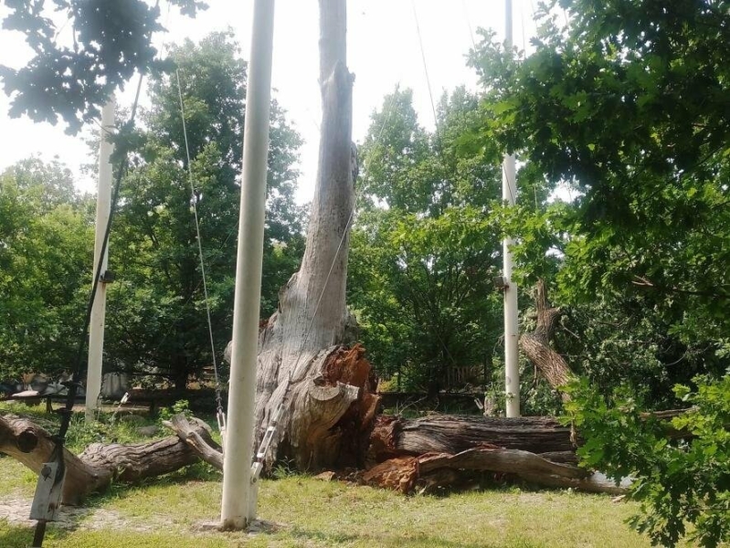 Запорізький 700-річний дуб втратив останню живу гілку