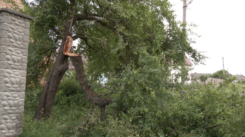 Смерч на Тернопільщині: дахи літали, повалені дерева падали на будинки (ФОТО, ВІДЕО)