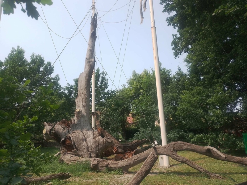 Запорізький 700-річний дуб втратив останню живу гілку