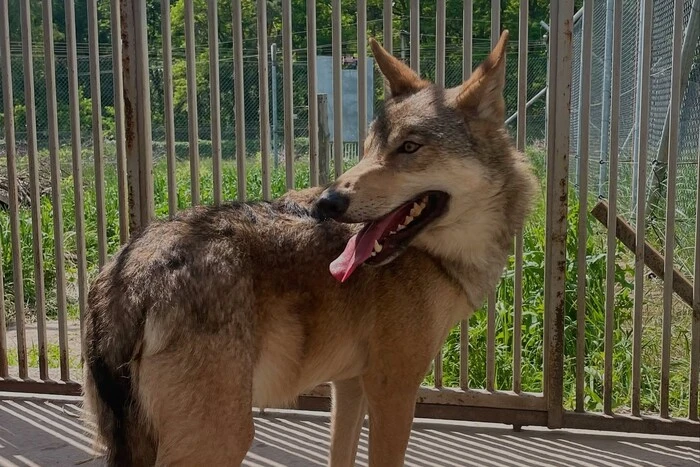 У Києві врятували дикого вовка, якого господарі два роки утримували у квартирі