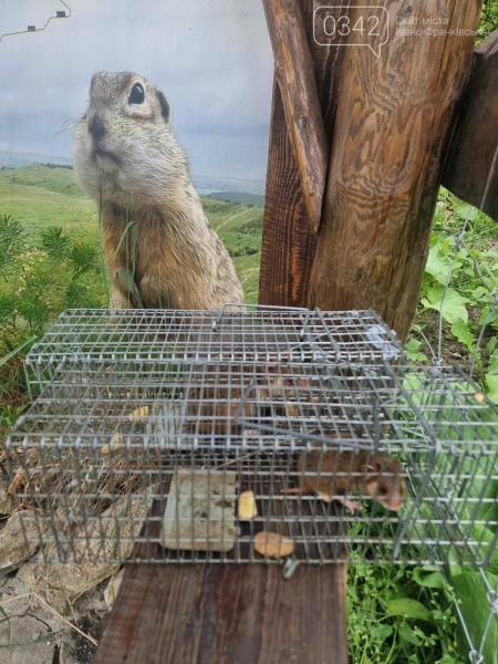 Ховрахи та хом&rsquo;яки повертаються на Касову гору: унікальний проєкт на Прикарпатті (ФОТО)