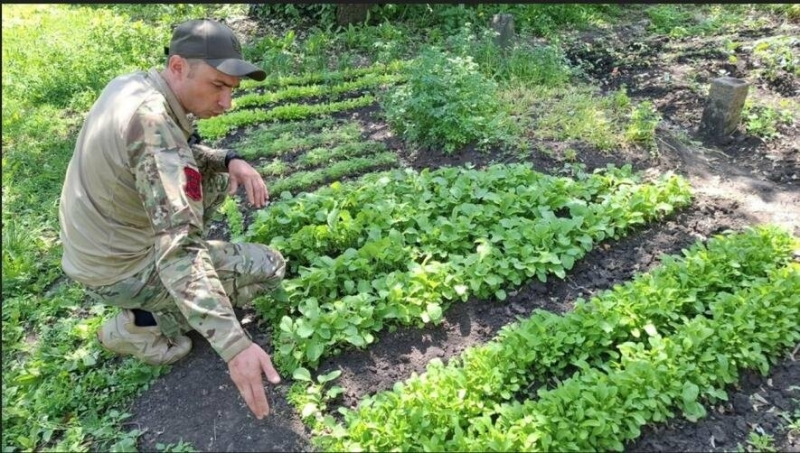 Фронтова агротерапія: боєць з Тернопільщини посадив город на сході (ВІДЕО)