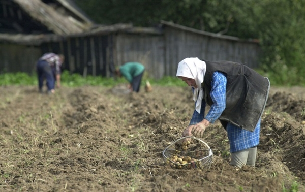 Лукашенко допрацювався до картопляної кризи у Білорусі - ЗМІ Лукашенко допрацювався до картопляної кризи у Білорусі - ЗМІ