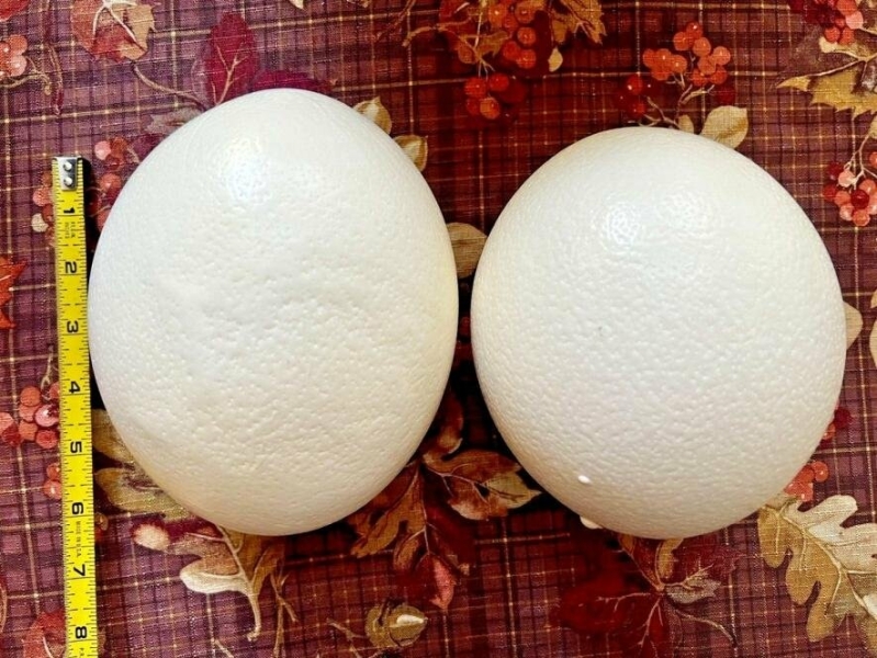 Не яйце, а інвестиція! В українському супермаркеті страусине яйце коштує 1500 грн – навіщо його купують? (ФОТО)