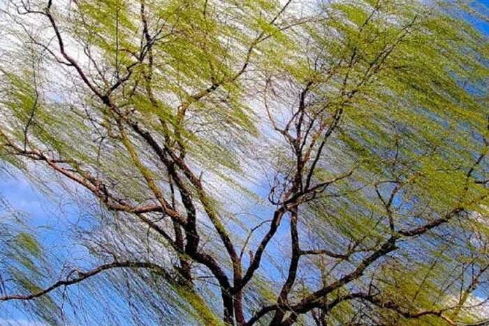 Київ накриє сильний вітер: оголошено підвищений рівень небезпеки