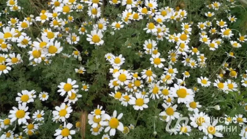 Спека до +32°С і грози - дали прогноз на завтра