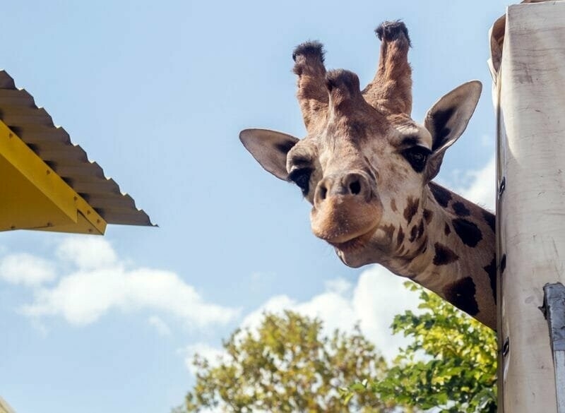 Миколаївський зоопарк: за скільки можна відвідати заклад та в який час