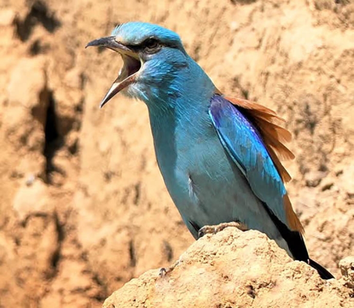 На Дніпропетровщині помітили рідкісну пташку