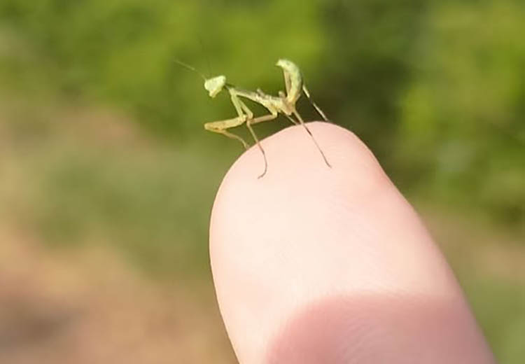 На Дніпропетровщині закарбували малечу богомолу