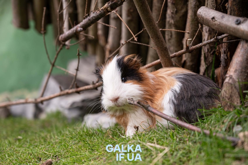 Парк легенд і фентезі у Яремче: для воїнів та їхніх дітей &mdash; безкоштовний вхід (ФОТО)