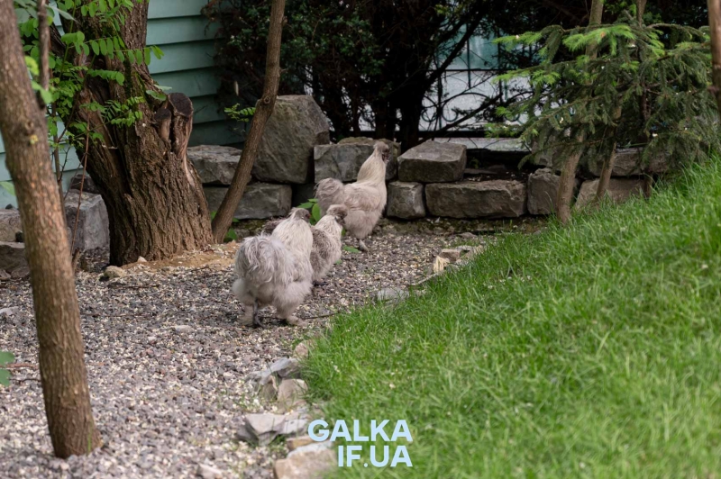 Парк легенд і фентезі у Яремче: для воїнів та їхніх дітей &mdash; безкоштовний вхід (ФОТО)