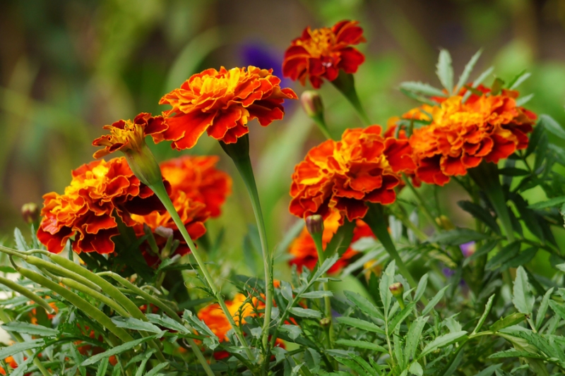 П’ять рослин, які захищають від шкідників на городі