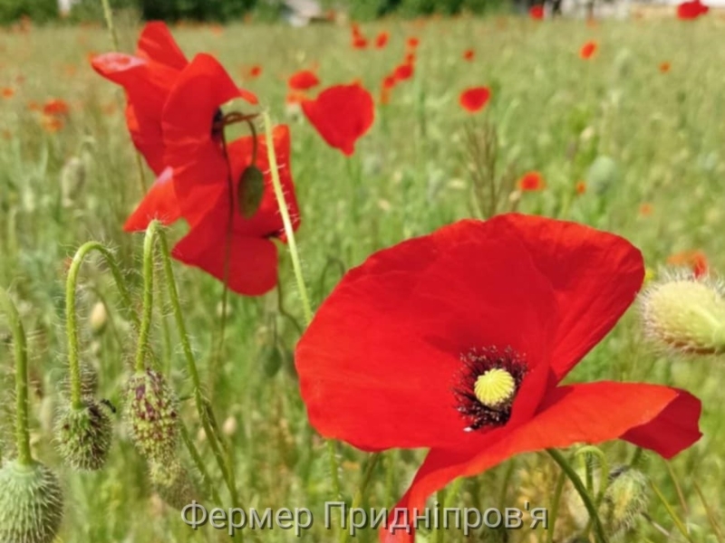 Погода на 17 червня