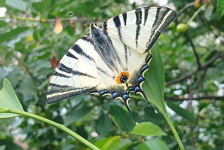 У соцмережі показали рідкісного метелика на рідкісній рослині