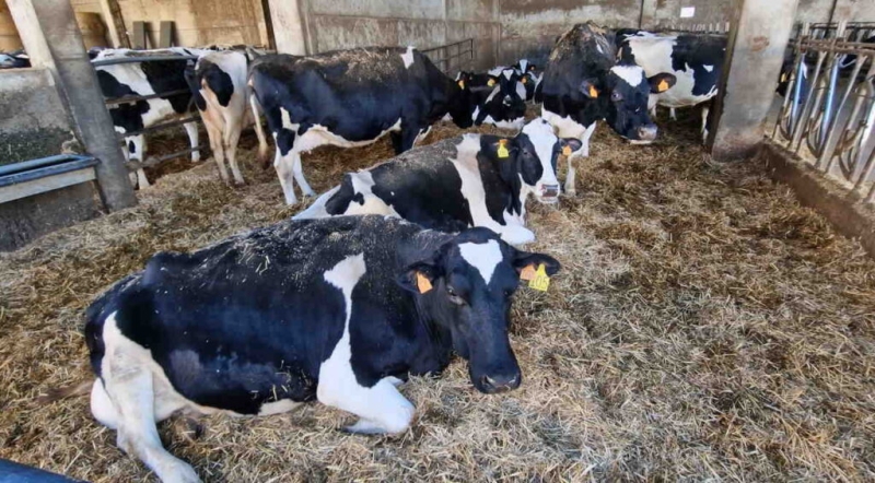 В Україні зараз будується або модернізується 125 молочних ферм