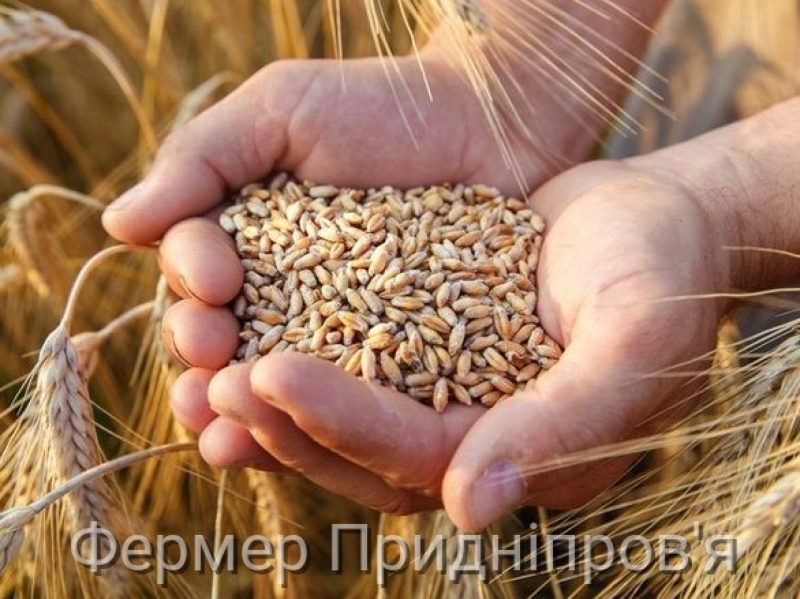 Відновлення квот запроваджує безмитну квоту у розмірі 1 мільйона тонн на рік на постачання пшениці з України до ЄС