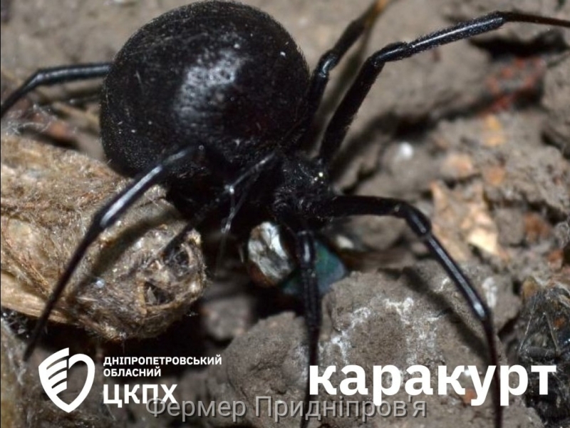 Випадки покусів людей отруйними павуками реєструються в Дніпропетровській області