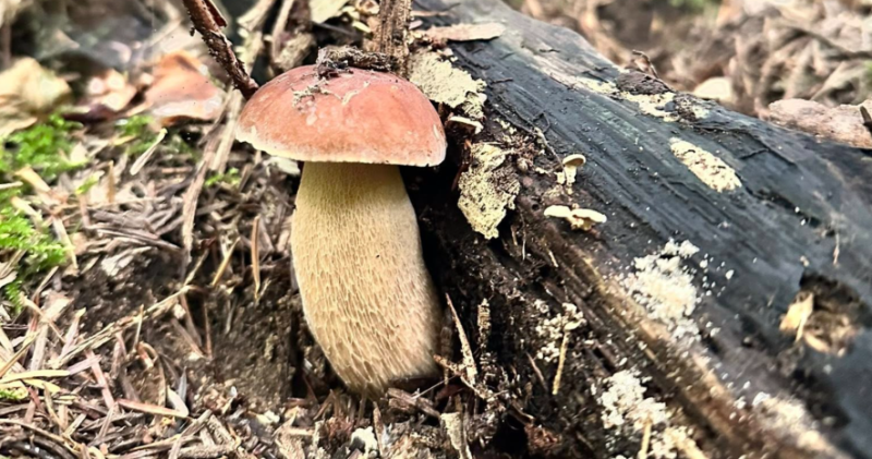 Після дощику: на Прикарпатті грибний бум (ФОТО)