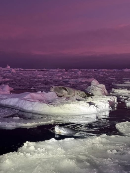 Полярники зафіксували тюленя на тлі  чорничного  неба