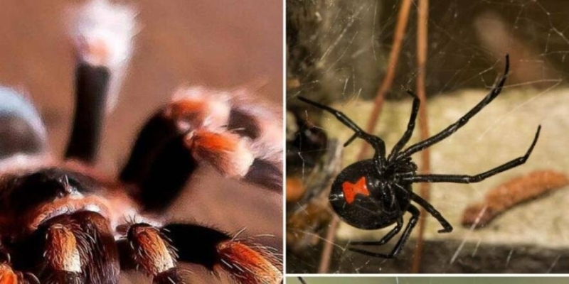 Укус може коштувати нормального життя: на Прикарпатті помітили одразу 3 види отруйних павуків (ФОТО)