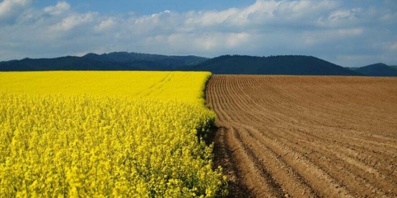 126 600 за гектар: чому земля на Франківщині в топі