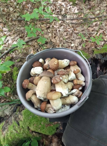 Після дощику: на Прикарпатті грибний бум (ФОТО)