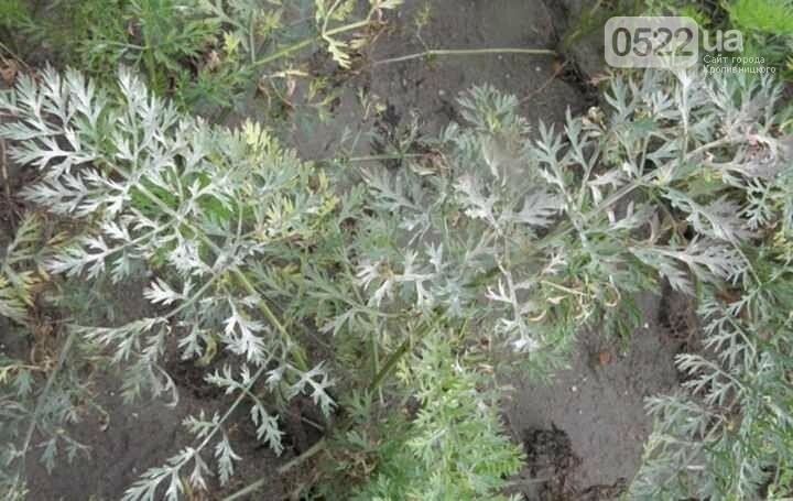 Борошниста роса: ефективний захист із засобами від pomidorka.com.ua