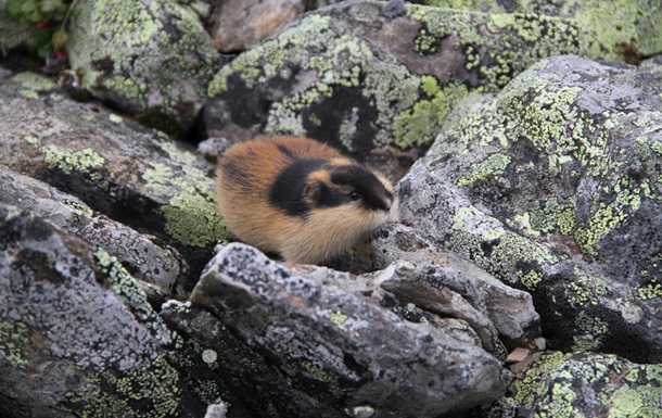 Наймолодший ссавець: вчені розкрили еволюцію норвезького лемінга