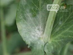 Борошниста роса: ефективний захист із засобами від pomidorka.com.ua