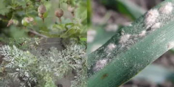 Борошниста роса: ефективний захист із засобами від pomidorka.com.ua