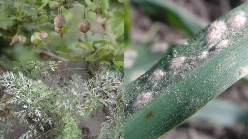 Борошниста роса: ефективний захист із засобами від pomidorka.com.ua