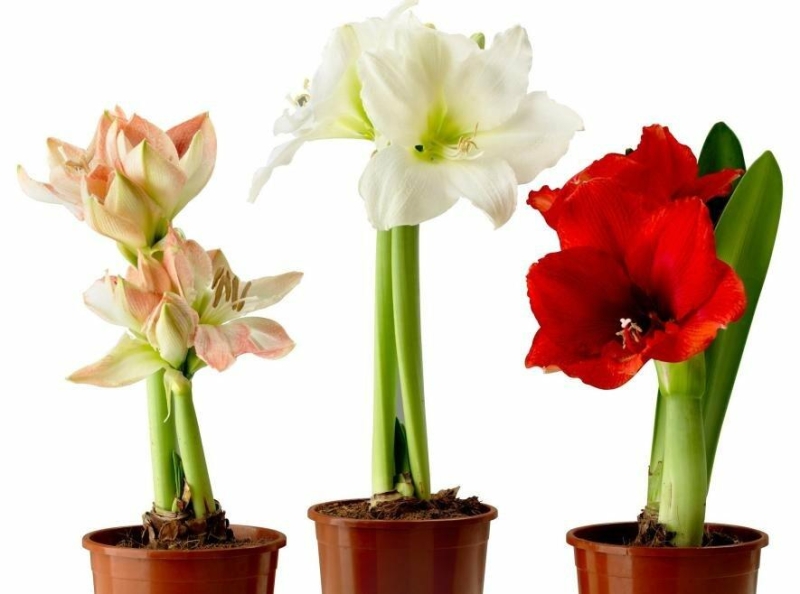 Амариліс (гіпеаструм): догляд, цвітіння та зберігання з агро-інтернет-магазином pomidorka.com.ua