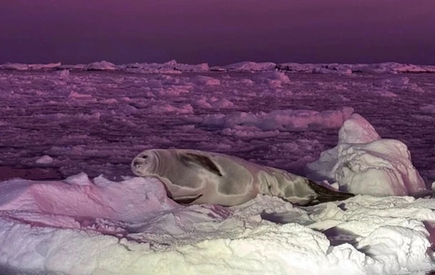 Полярники зафіксували тюленя на тлі  чорничного  неба