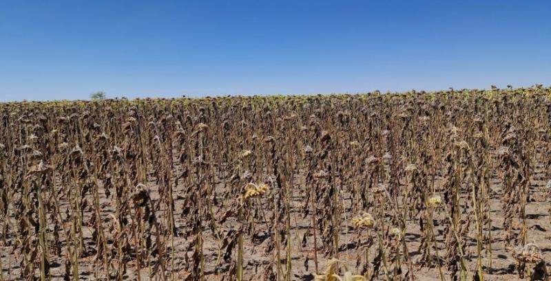 Більшість фермерів Херсонської області дискують соняшник. Позаяк тримати його до осені не бачать сенсу