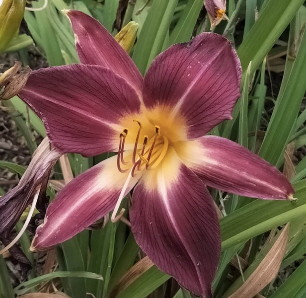 Ботанічний сад ДНУ зачаровує чудовими квітами