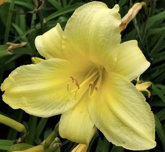 Ботанічний сад ДНУ зачаровує чудовими квітами