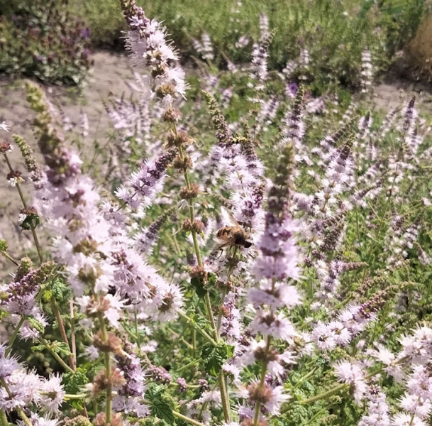 Ботанічний сад ДНУ зачаровує чудовими квітами