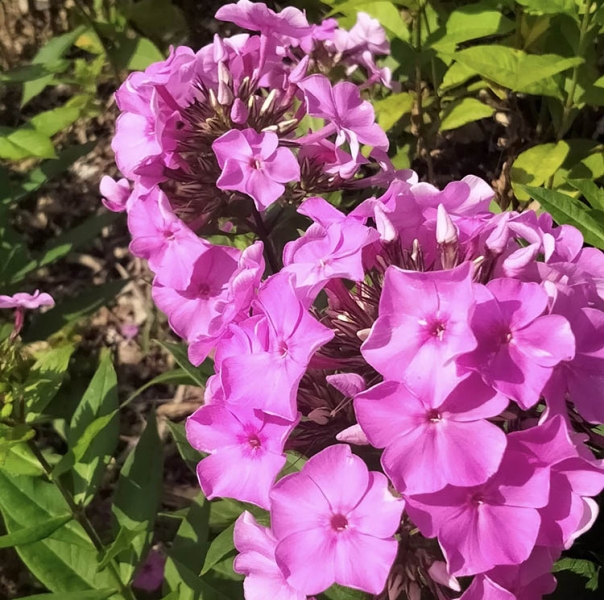 Ботанічний сад ДНУ зачаровує чудовими квітами