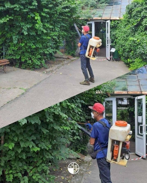 У ботсаду Запоріжжя почали обробку рослин через нашестя сарани