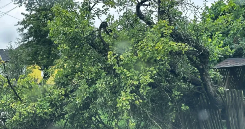 Пориви вітру на Івано-Франківщині спричинили перебої з електропостачанням і перекриття дороги