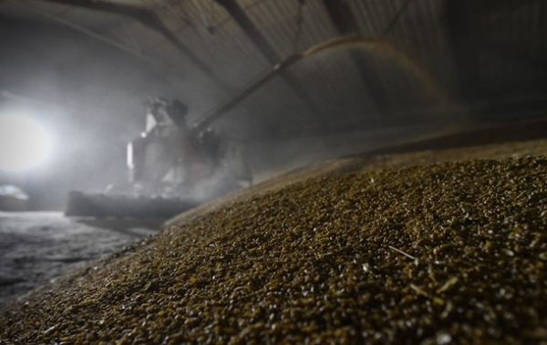 Китай скоротив закупівлі російської пшениці у 16 разів Китай скоротив закупівлі російської пшениці у 16 разів