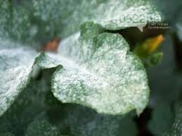 Борошниста роса: ефективний захист із засобами від pomidorka.com.ua