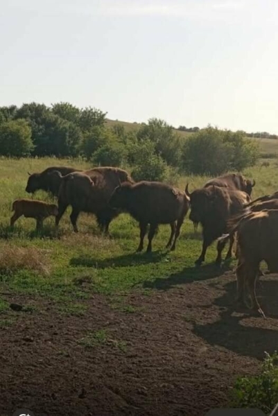 Крихітний велетень: у заповіднику на Миколаївщині з’явився новий мешканець, - ФОТО