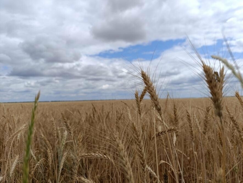 Липнева нестабільність: якою буде погода завтра на Миколаївщині