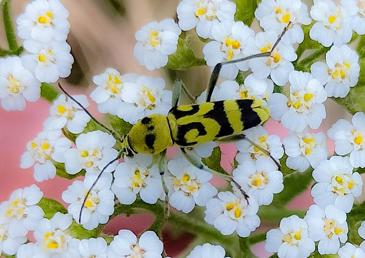 На Дніпропетровщині помітили вусаня-красеня