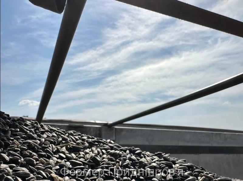 На Дніпропетровщині врожайність соняшнику може скласти не більше 1 т/га