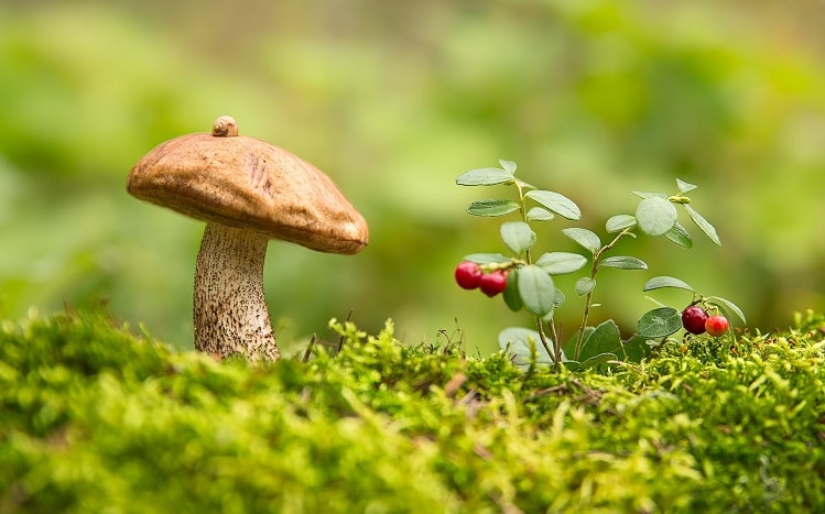 На Франківщині у червні випало лише 16-20% опадів від норми